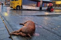 Ein randalierendes Schwein wurde in Kirn erschossen.