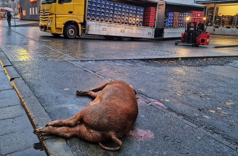Ein randalierendes Schwein wurde in Kirn erschossen.
