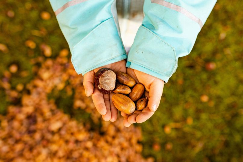 Rotwild, Dammwild, Sikawild, Muffelwild, Schafe, Ziegen und Schweine freuen sich über die wertvolle Ergänzung des Speiseplans.