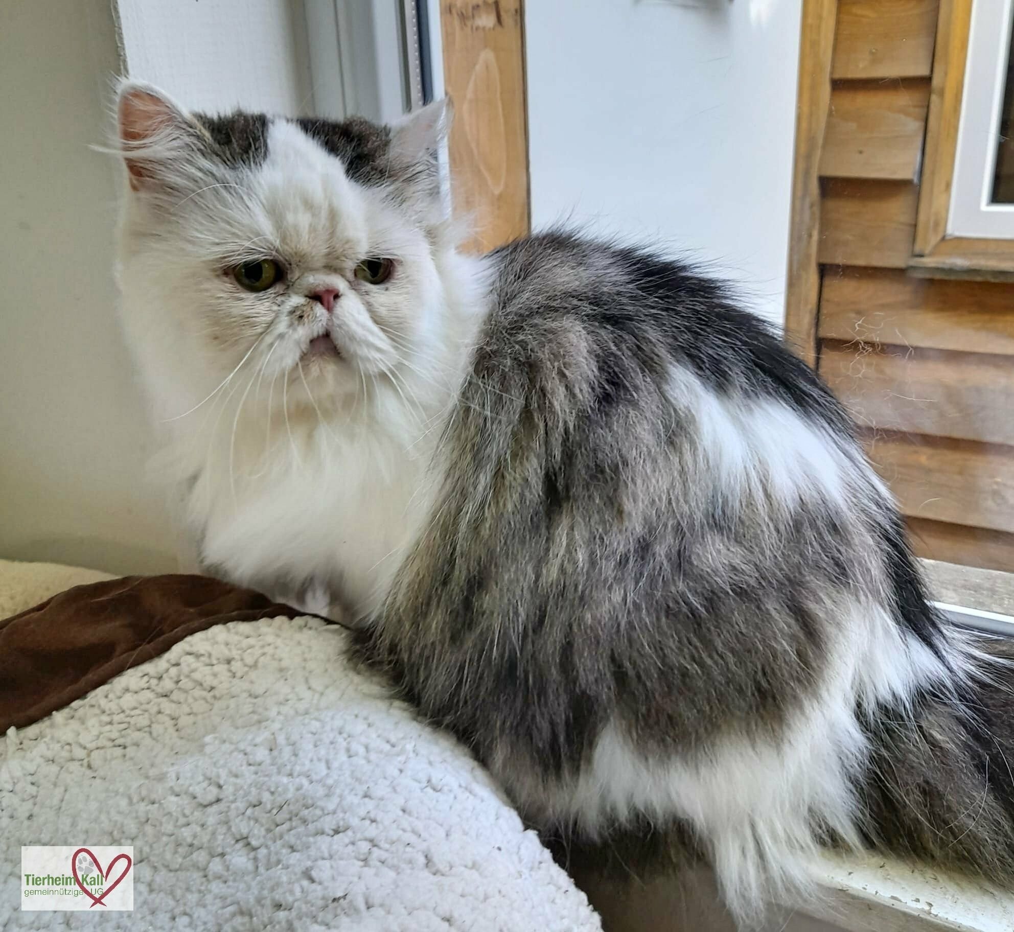 Der Kater Odin.  
 Foto: Tierheim Kall