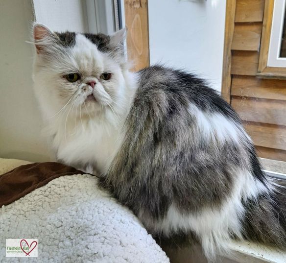 Der Kater Odin.
Foto: Tierheim Kall