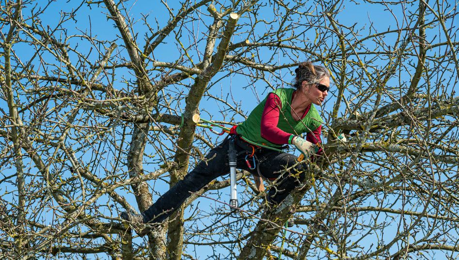 In der Präsenzveranstaltung sind nur noch wenige Plätze frei. Alternativ kann der Vortrag auch online verfolgt werden. In beiden Fällen müssen sich Interessierte bis zum 10. November bei Dr. Cornelia Pfabel anmelden unter streuobstwiese@trier-saarburg.de