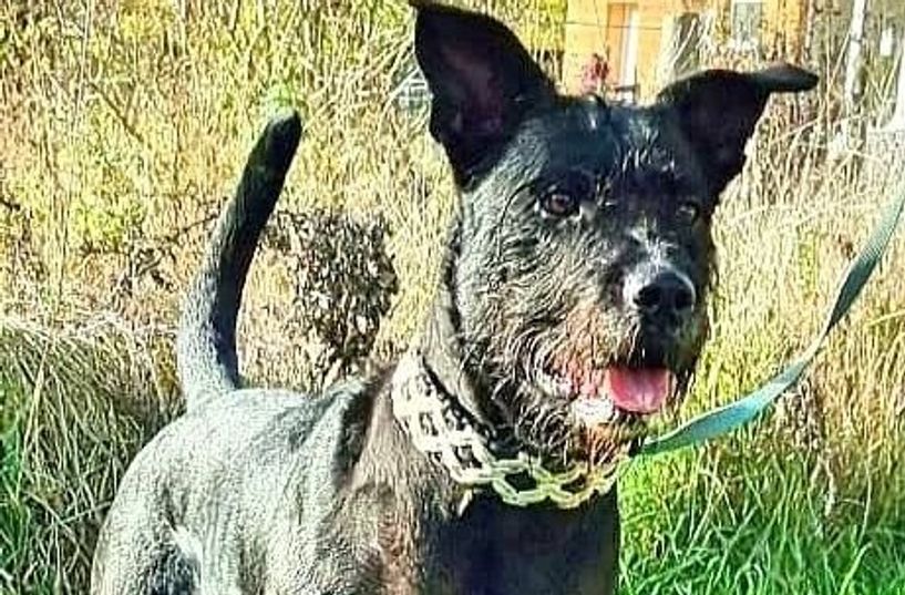 Lucy sucht ein neues Zuhause.